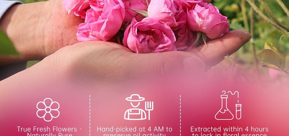 Rose Hydrosol Rose Water Hydrates and Nourishes Skin
